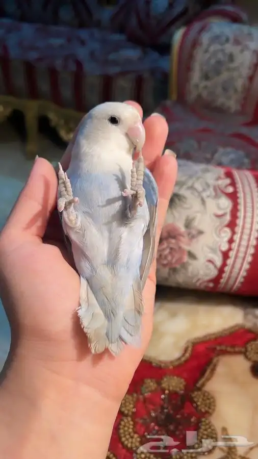 للبيع ببغاء الروز 6