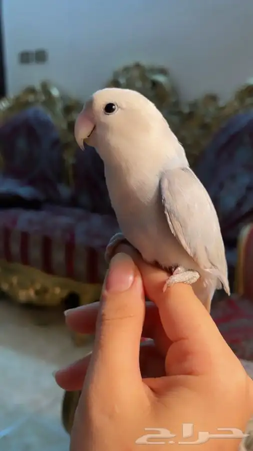 للبيع ببغاء الروز 2