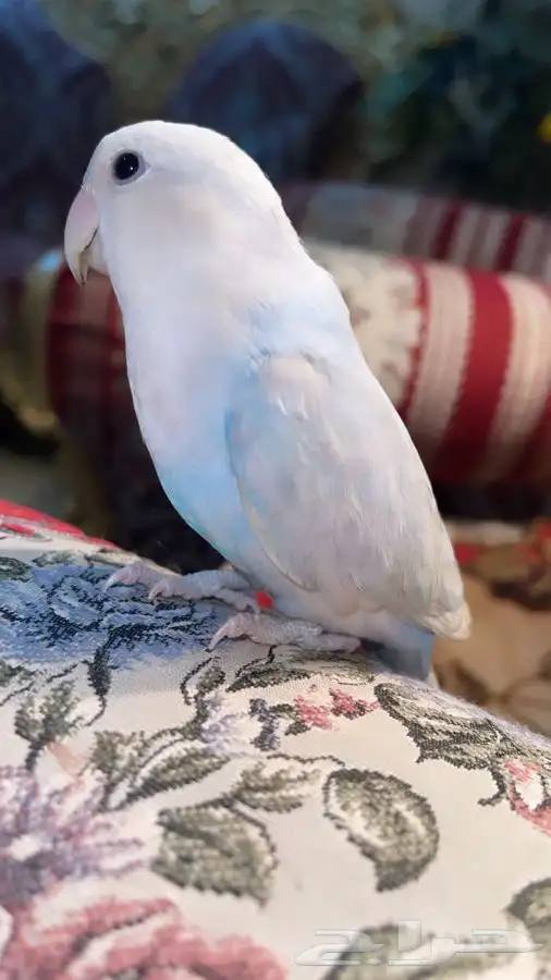 للبيع ببغاء الروز 3