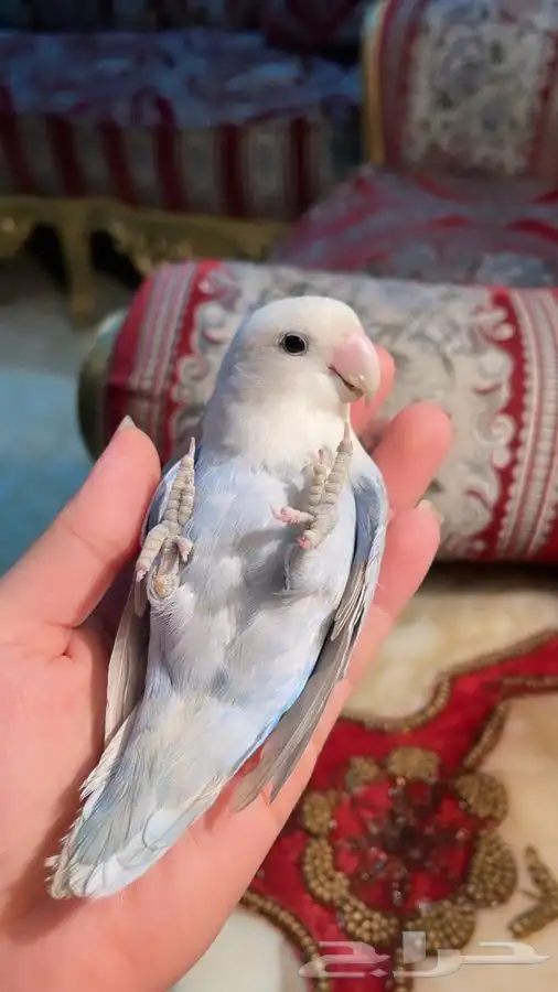 للبيع ببغاء الروز 7