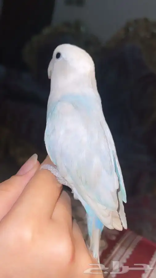 للبيع ببغاء الروز 5