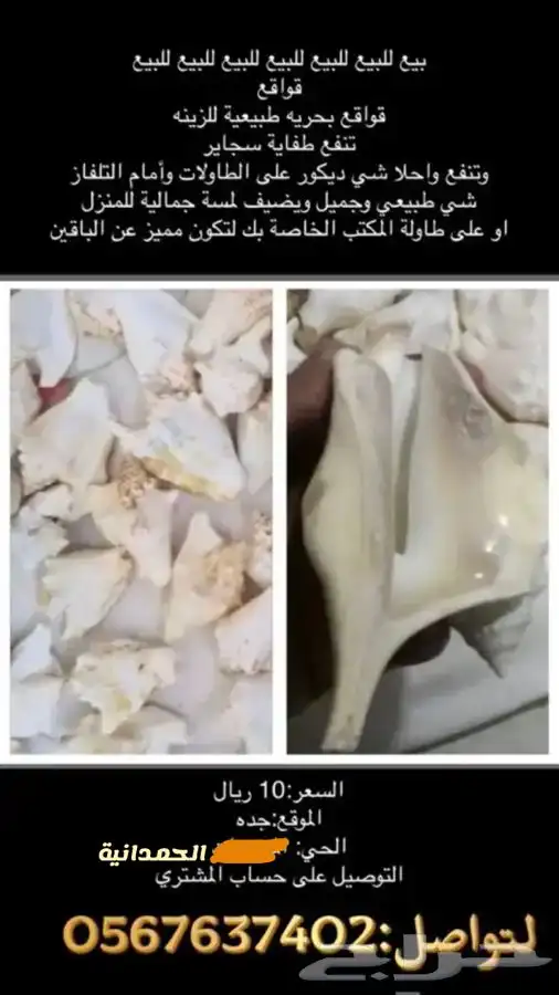 للبيع قواقع وخلطة التحديق 1