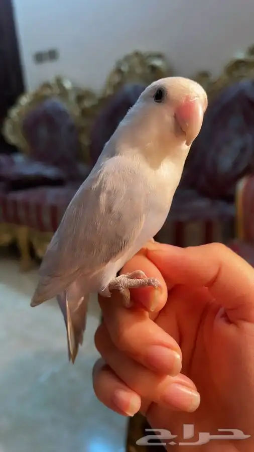 للبيع ببغاء الروز 1