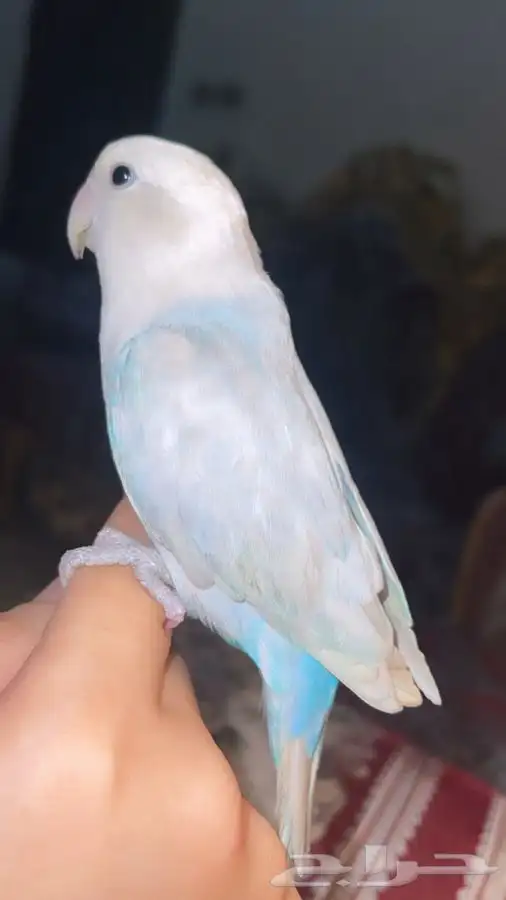 للبيع ببغاء الروز 4