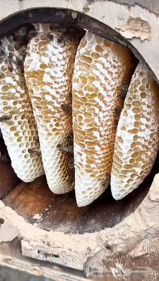 عسل سدر شمع (حجاز)انتاج جديد 6
