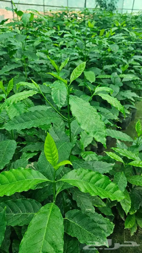 شتلات بن سعودي وشتلات صندل 4