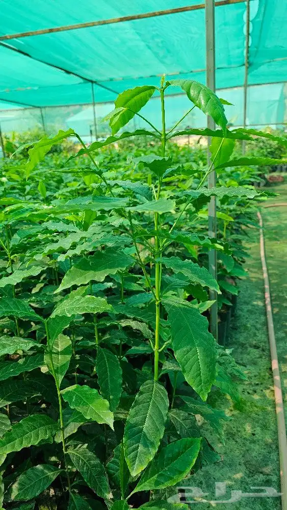 شتلات بن سعودي وشتلات صندل 3