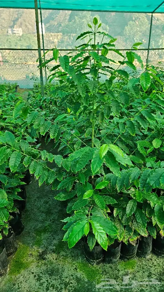 شتلات بن سعودي وشتلات صندل 1