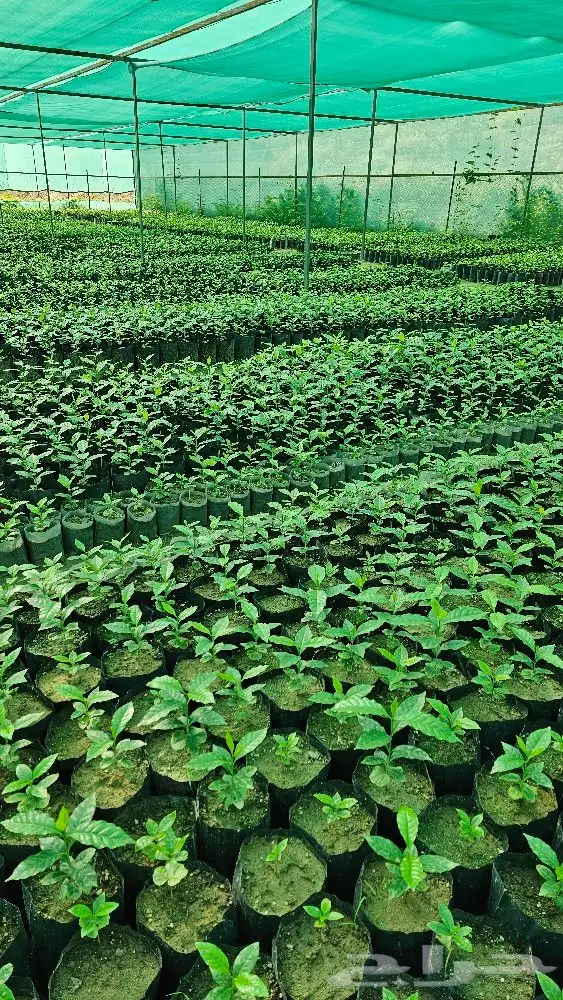 شتلات بن سعودي وشتلات صندل 9