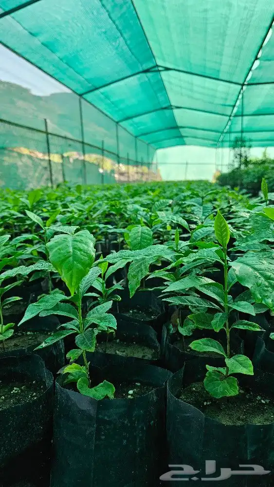 شتلات بن سعودي وشتلات صندل 12