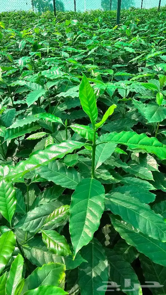 شتلات بن سعودي وشتلات صندل 2