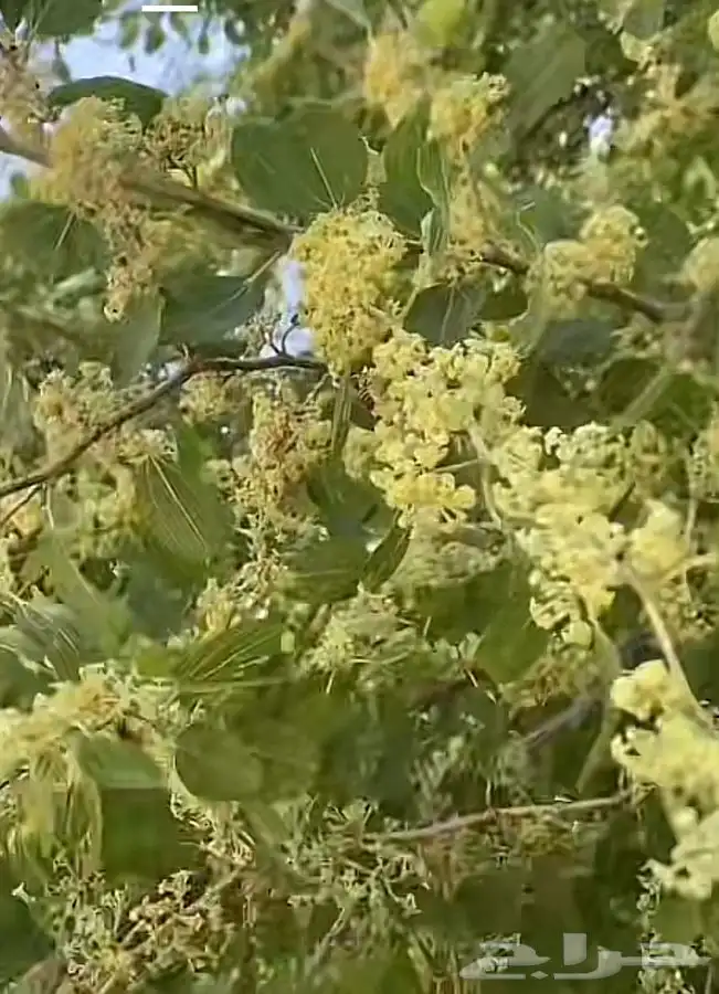 عسل سدر شمع (حجاز)انتاج جديد 9