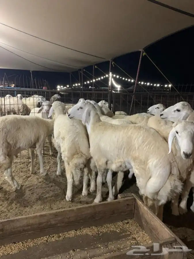 ذبايح حري ذبائح مناسبات بجوار المخيمات 0