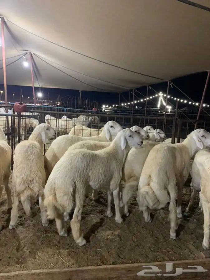 ذبايح حري ذبائح مناسبات بجوار المخيمات 1