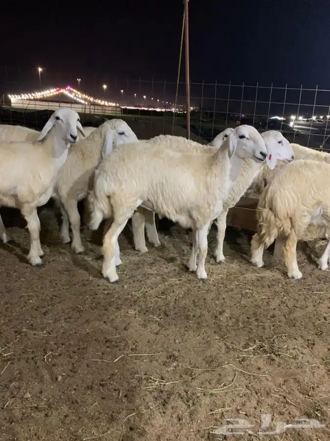 ذبايح حري ذبائح مناسبات بجوار المخيمات 2