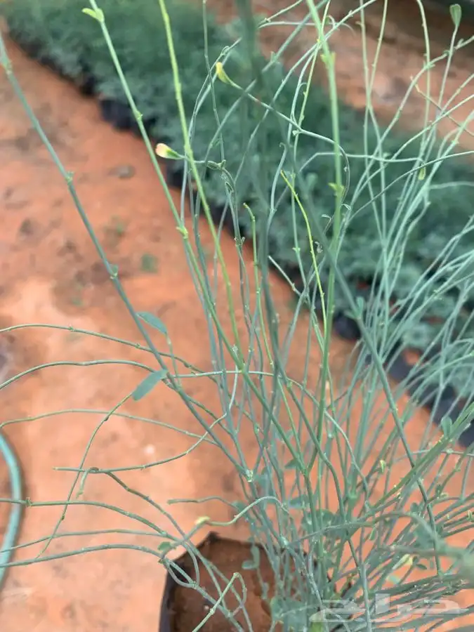 بان عربي اليسر 0