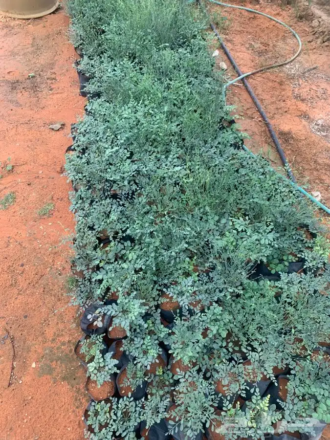 بان عربي اليسر 1