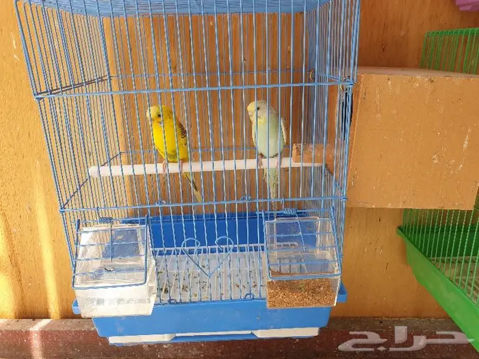 الزواج البادجي منتجه تم البيع 0