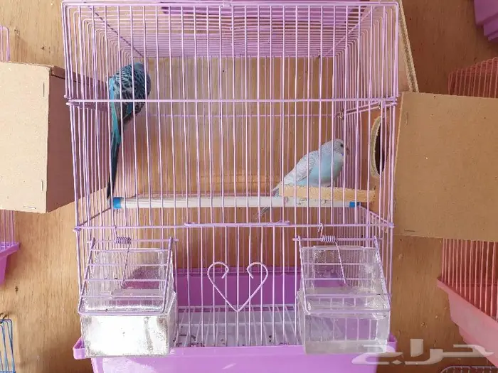 الزواج البادجي منتجه تم البيع 1