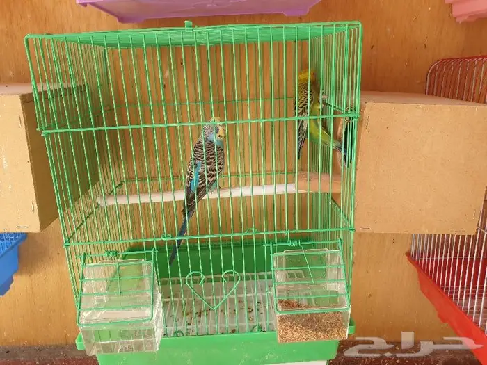 الزواج البادجي منتجه تم البيع 2