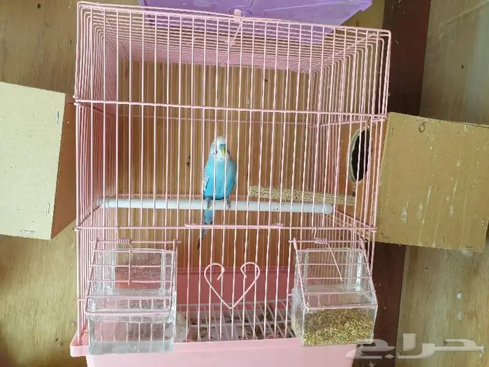 الزواج البادجي منتجه تم البيع 7