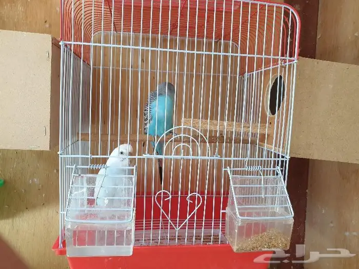 الزواج البادجي منتجه تم البيع 9