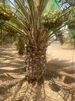 جميع انواع النخيل الوشنطني ولعربي بأسعار مناسبه وتوصيل جميع 2