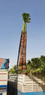 نخل واشنطن وعربي للبيع جميع المقاسات متوفره 4