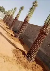 نخل واشنطن وعربي للبيع جميع المقاسات متوفره 5