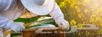 نحل ومايخص النحل والعسل(مربين ومشرفين ومؤسسين)للنحل وسلالتها 2