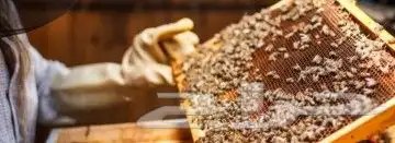نحل ومايخص النحل والعسل(مربين ومشرفين ومؤسسين)للنحل وسلالتها 10