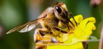 نحل ومايخص النحل والعسل(مربين ومشرفين ومؤسسين)للنحل وسلالتها 12