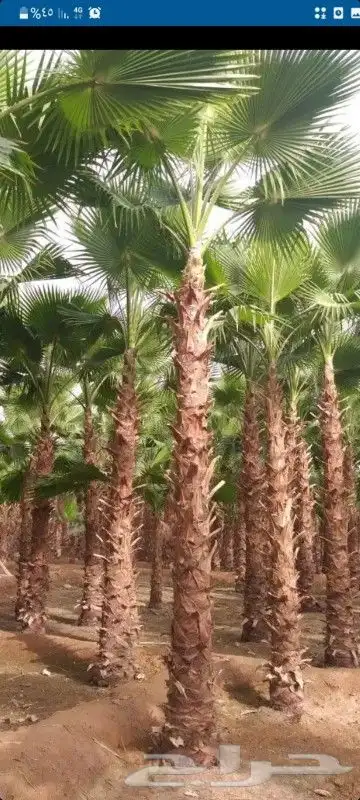 نخل واشنطن وعربي للبيع جميع المقاسات متوفره 3