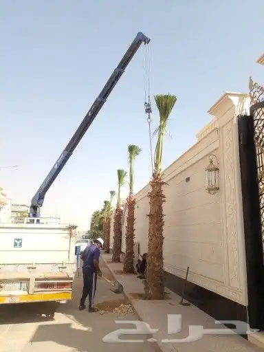 نخل واشنطن وعربي للبيع جميع المقاسات متوفره 9