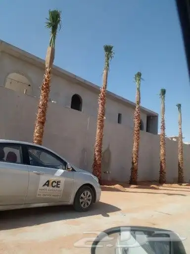 نخل واشنطن وعربي للبيع جميع المقاسات متوفره 8