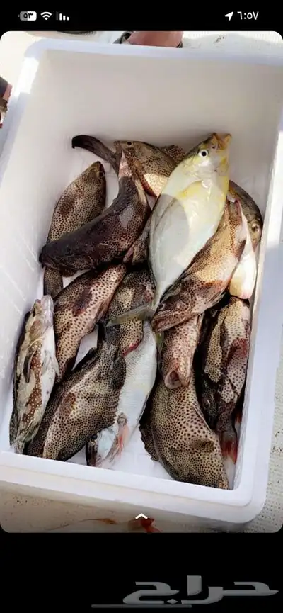 قارب للتنزه والصيد 4