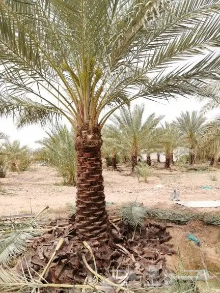 نخل واشنطن وعربي للبيع جميع المقاسات متوفره 1