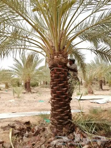نخل واشنطن وعربي للبيع جميع المقاسات متوفره 2