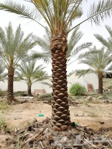 نخل واشنطن وعربي للبيع جميع المقاسات متوفره 0
