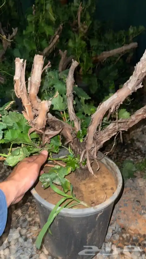 مشتل واحة الصحراء في حايل اسعار الجملة 3
