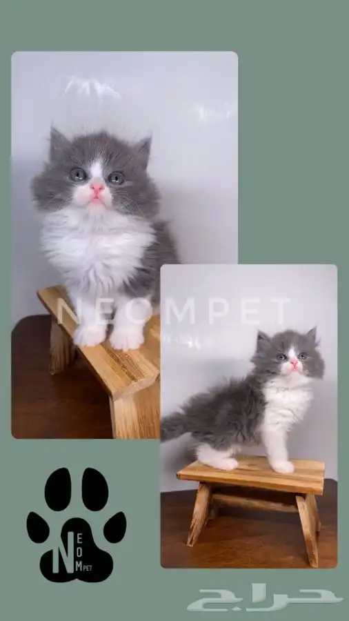 قطط اقساط كاليكو سكوتش بيكي فيس بيرشن هاف بيكي انثى ذكر قطط 6