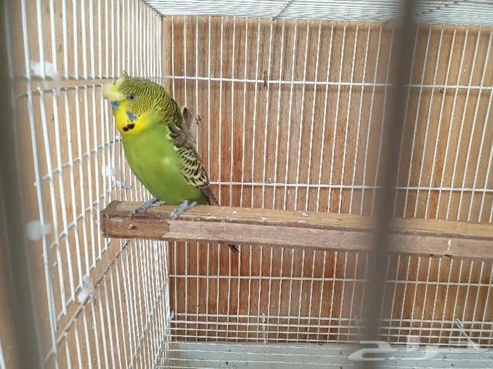 الزواج البادجي منتجه تم البيع 4