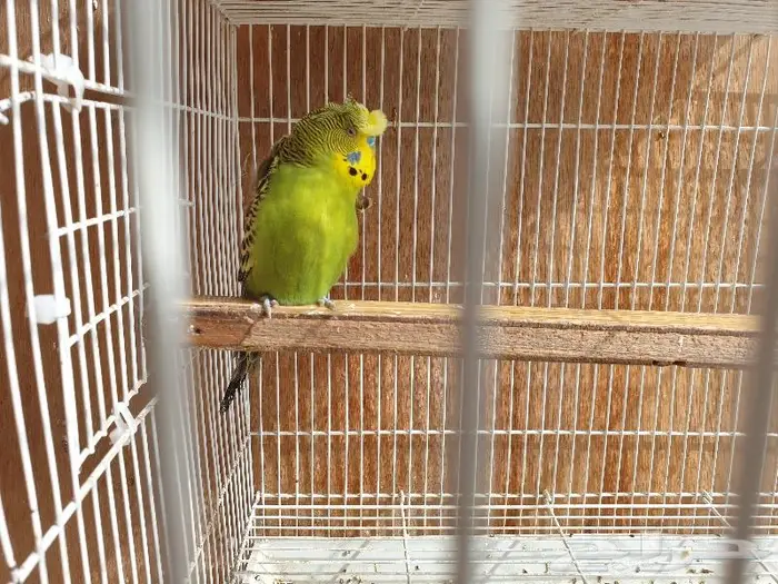 الزواج البادجي منتجه تم البيع 5