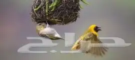 طيور النساج 2