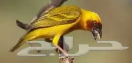 طيور النساج 4