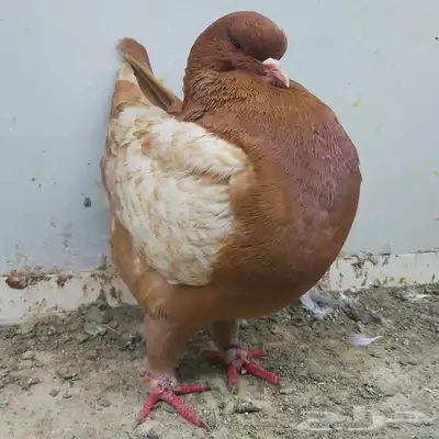 انثى مودينا ماشاء الله 4