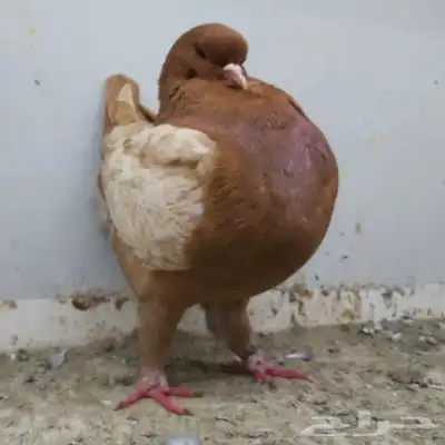 انثى مودينا ماشاء الله 3