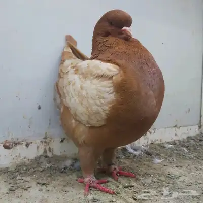 انثى مودينا ماشاء الله 0
