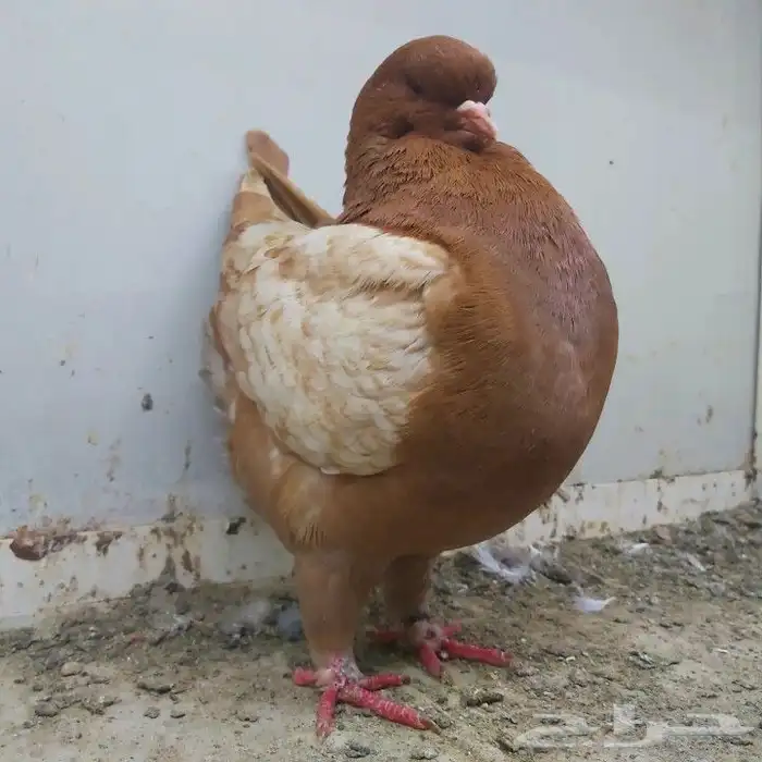 انثى مودينا ماشاء الله 0