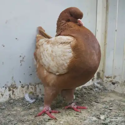 انثى مودينا ماشاء الله 1